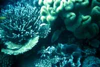 Barin-Coral (vorne) und Horn-Coral (hinten)