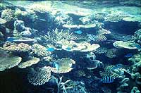 Cable-Corals bei Ebben nahe der Oberfläche