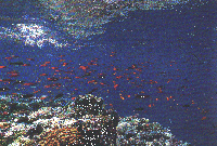 Fischschule am Great Barrier Reef