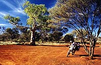 Len Beadells  Tree, Gunbarrel Highway, WA